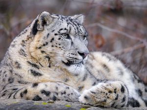 Preview wallpaper snow leopard, animal, big cat, predator, white