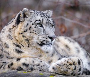 Preview wallpaper snow leopard, animal, big cat, predator, white