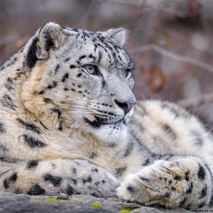 Preview wallpaper snow leopard, animal, big cat, predator, white