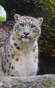 Preview wallpaper snow leopard, animal, big cat, predator, wild