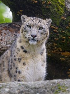 Preview wallpaper snow leopard, animal, big cat, predator, wild