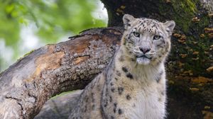 Preview wallpaper snow leopard, animal, big cat, predator, wild