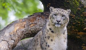 Preview wallpaper snow leopard, animal, big cat, predator, wild