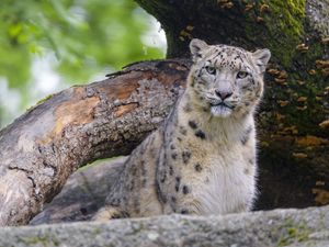 Preview wallpaper snow leopard, animal, big cat, predator, wild