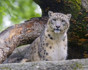 Preview wallpaper snow leopard, animal, big cat, predator, wild