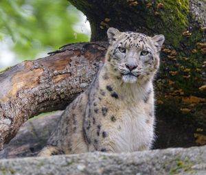 Preview wallpaper snow leopard, animal, big cat, predator, wild