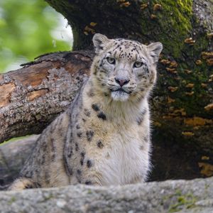 Preview wallpaper snow leopard, animal, big cat, predator, wild