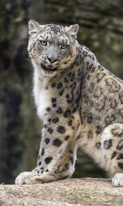 Preview wallpaper snow leopard, animal, big cat, predator, white, wildlife