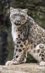 Preview wallpaper snow leopard, animal, big cat, predator, white, wildlife