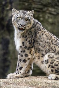 Preview wallpaper snow leopard, animal, big cat, predator, white, wildlife