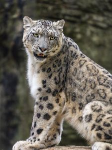 Preview wallpaper snow leopard, animal, big cat, predator, white, wildlife