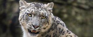 Preview wallpaper snow leopard, animal, big cat, predator, white, wildlife