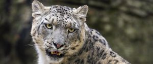 Preview wallpaper snow leopard, animal, big cat, predator, white, wildlife