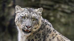 Preview wallpaper snow leopard, animal, big cat, predator, white, wildlife