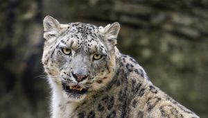 Preview wallpaper snow leopard, animal, big cat, predator, white, wildlife