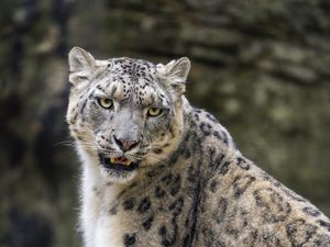 Preview wallpaper snow leopard, animal, big cat, predator, white, wildlife