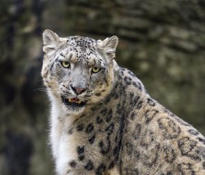 Preview wallpaper snow leopard, animal, big cat, predator, white, wildlife