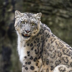 Preview wallpaper snow leopard, animal, big cat, predator, white, wildlife