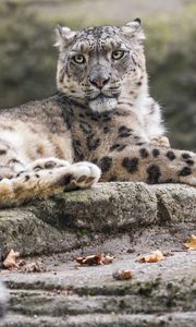 Preview wallpaper snow leopard, animal, big cat, stone, leaves, autumn