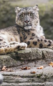 Preview wallpaper snow leopard, animal, big cat, stone, leaves, autumn