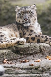 Preview wallpaper snow leopard, animal, big cat, stone, leaves, autumn