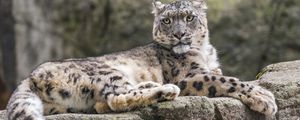 Preview wallpaper snow leopard, animal, big cat, stone, leaves, autumn