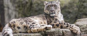 Preview wallpaper snow leopard, animal, big cat, stone, leaves, autumn