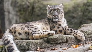 Preview wallpaper snow leopard, animal, big cat, stone, leaves, autumn