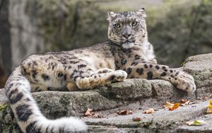 Preview wallpaper snow leopard, animal, big cat, stone, leaves, autumn