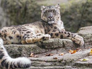 Preview wallpaper snow leopard, animal, big cat, stone, leaves, autumn