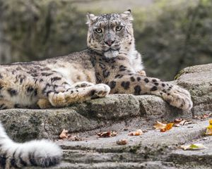 Preview wallpaper snow leopard, animal, big cat, stone, leaves, autumn