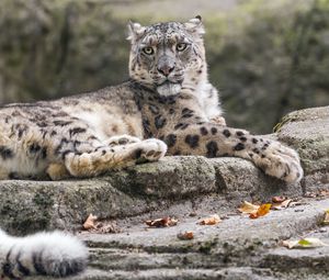 Preview wallpaper snow leopard, animal, big cat, stone, leaves, autumn