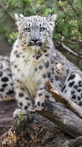 Preview wallpaper snow leopard, animal, big cat, wild, branch
