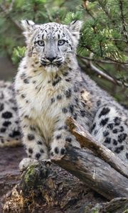 Preview wallpaper snow leopard, animal, big cat, wild, branch