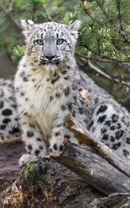 Preview wallpaper snow leopard, animal, big cat, wild, branch