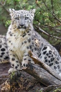 Preview wallpaper snow leopard, animal, big cat, wild, branch