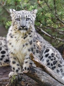 Preview wallpaper snow leopard, animal, big cat, wild, branch