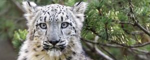 Preview wallpaper snow leopard, animal, big cat, wild, branch