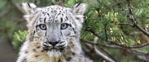 Preview wallpaper snow leopard, animal, big cat, wild, branch