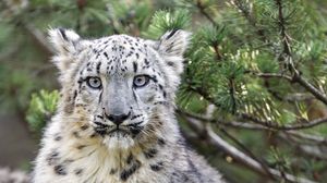 Preview wallpaper snow leopard, animal, big cat, wild, branch