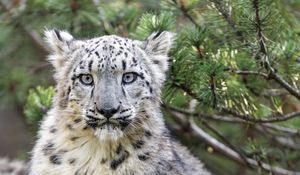 Preview wallpaper snow leopard, animal, big cat, wild, branch