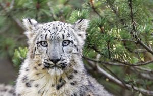 Preview wallpaper snow leopard, animal, big cat, wild, branch