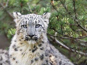 Preview wallpaper snow leopard, animal, big cat, wild, branch