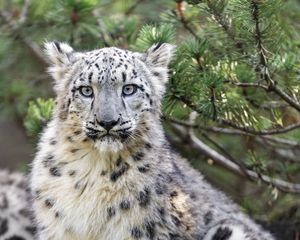 Preview wallpaper snow leopard, animal, big cat, wild, branch