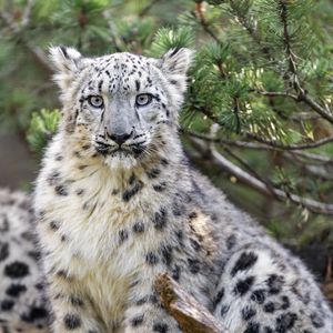 Preview wallpaper snow leopard, animal, big cat, wild, branch