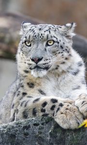 Preview wallpaper snow leopard, animal, big cat, wild, rock