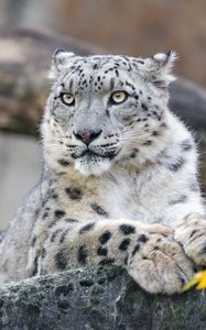 Preview wallpaper snow leopard, animal, big cat, wild, rock