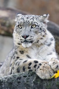 Preview wallpaper snow leopard, animal, big cat, wild, rock