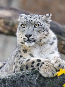 Preview wallpaper snow leopard, animal, big cat, wild, rock