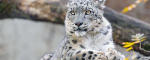 Preview wallpaper snow leopard, animal, big cat, wild, rock